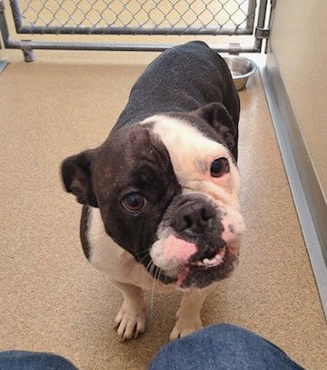 picture of the dog needing adoption
