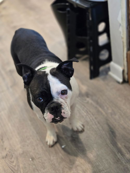 picture of the dog needing adoption