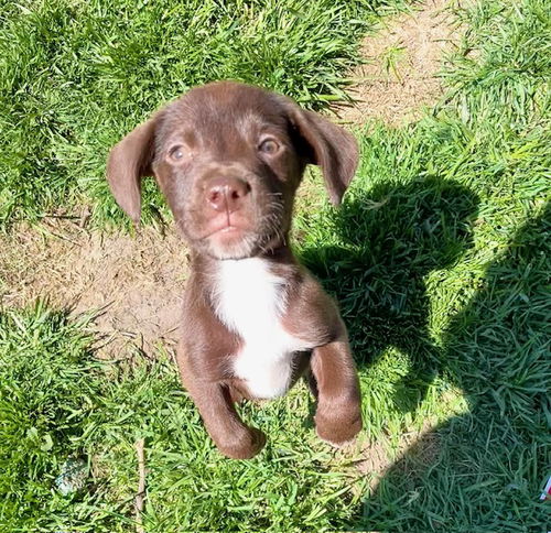 picture of the dog needing adoption