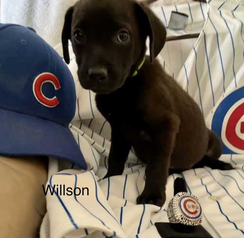 picture of the dog needing adoption