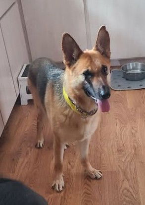 adoptable Dog in Hillside, IL named Nancy