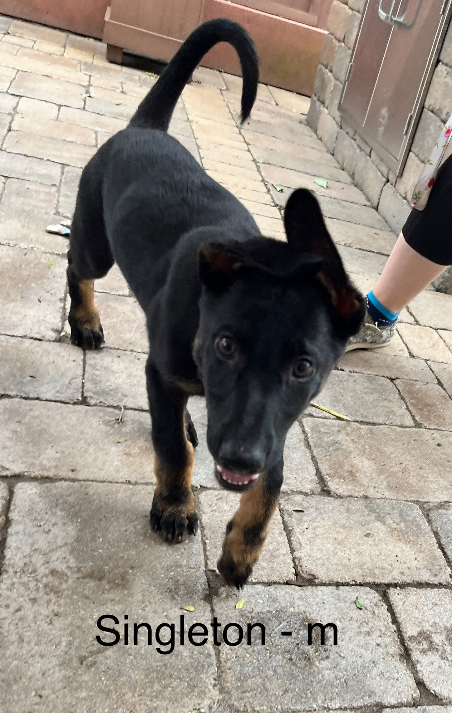 adoptable Dog in Hillside, IL named Singleton
