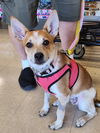 adoptable Dog in , IL named Frankie