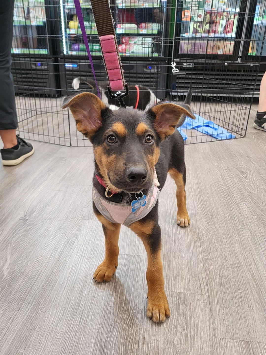 adoptable Dog in Hillside, IL named Boa