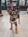 adoptable Dog in  named Boa