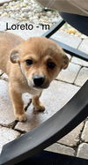 adoptable Dog in , IL named Loreto