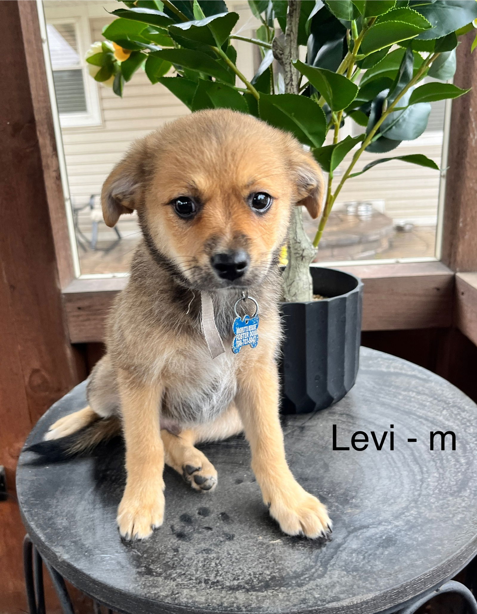 adoptable Dog in Hillside, IL named Levi