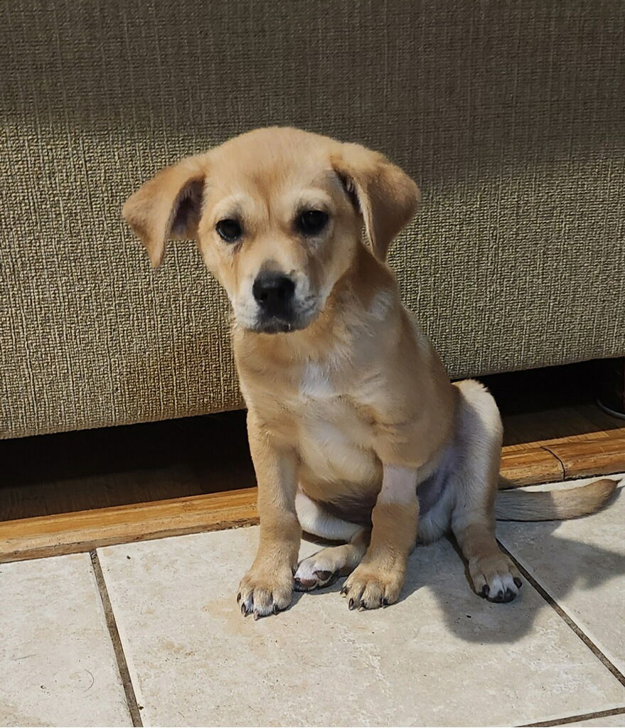 adoptable Dog in Hillside, IL named Lester