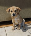 adoptable Dog in  named Lester