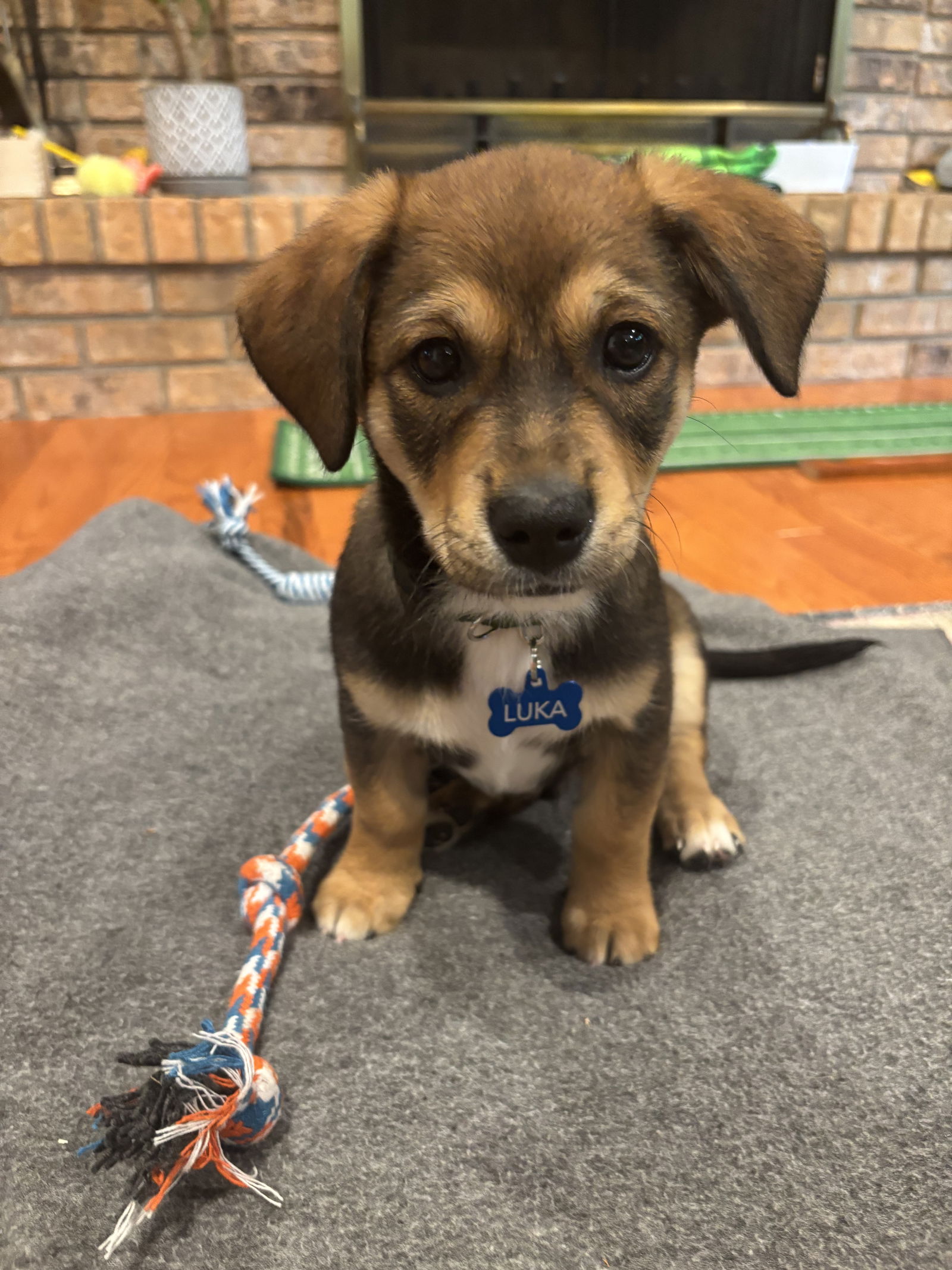 adoptable Dog in Hillside, IL named Luka