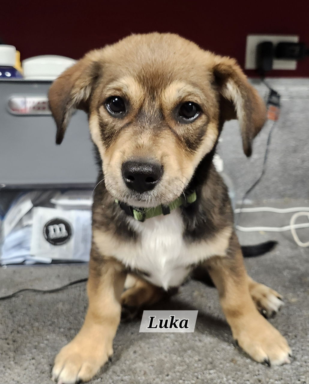 adoptable Dog in Hillside, IL named Luka