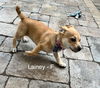 adoptable Dog in , IL named Lainey