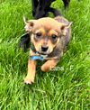 adoptable Dog in , IL named Lana