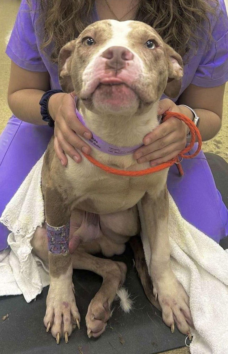 adoptable Dog in Hillside, IL named Moosetracks