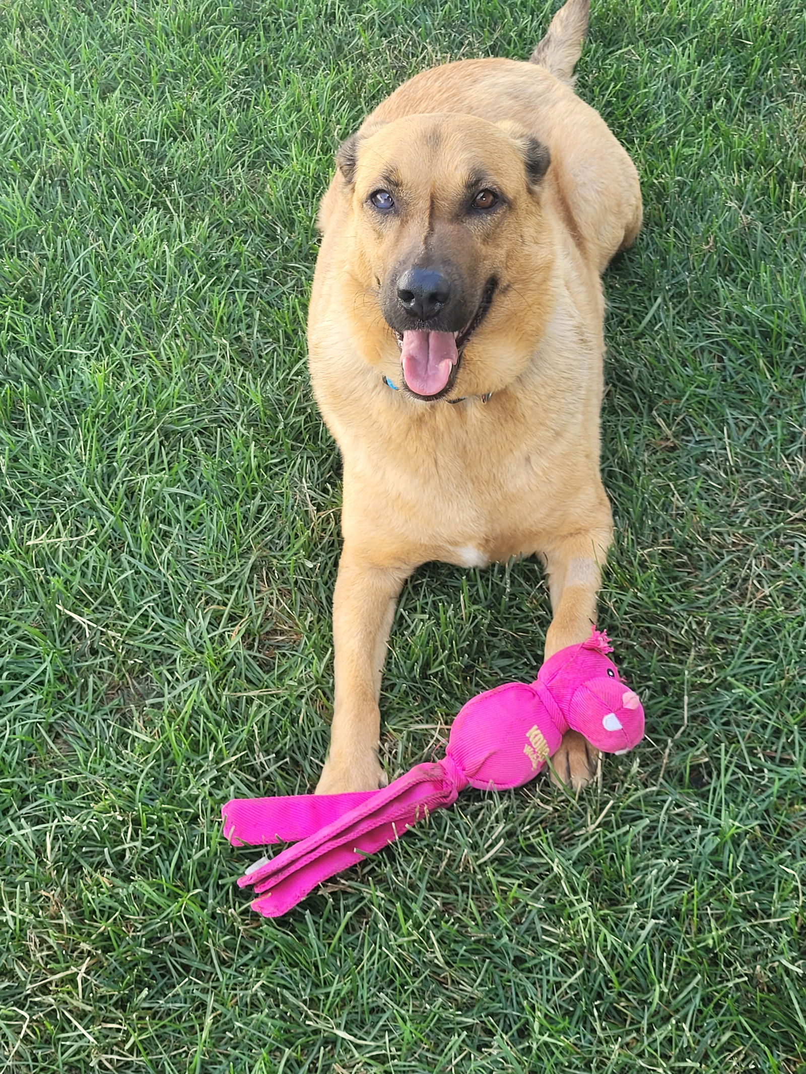 adoptable Dog in Hillside, IL named Bella 25