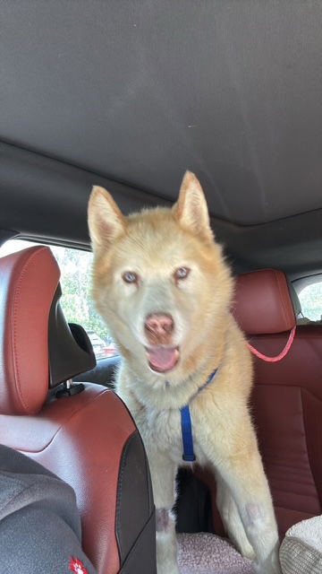 adoptable Dog in Hillside, IL named Steve