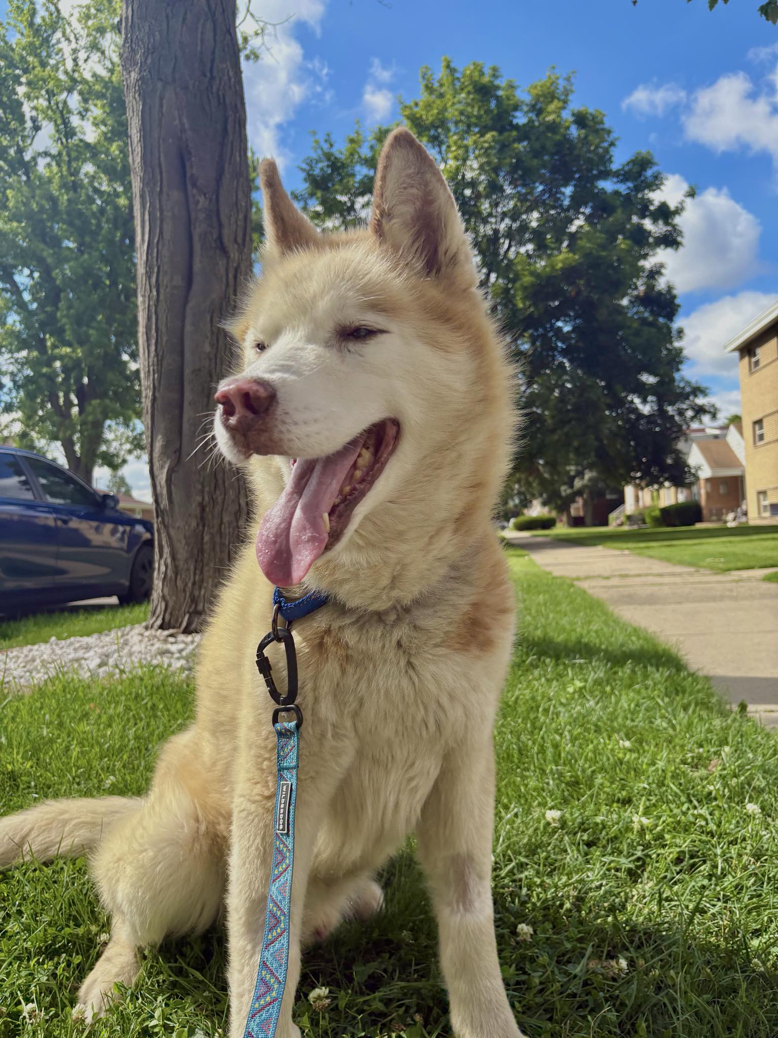 adoptable Dog in Hillside, IL named Steve