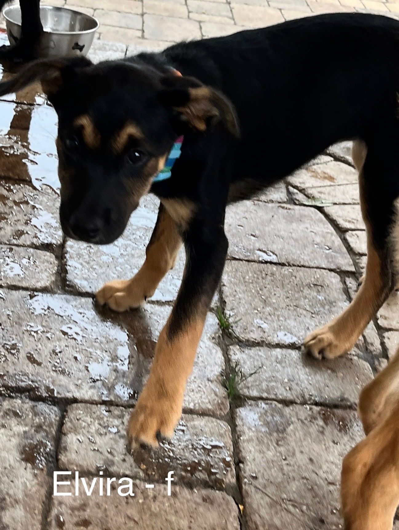 adoptable Dog in Hillside, IL named Elvira