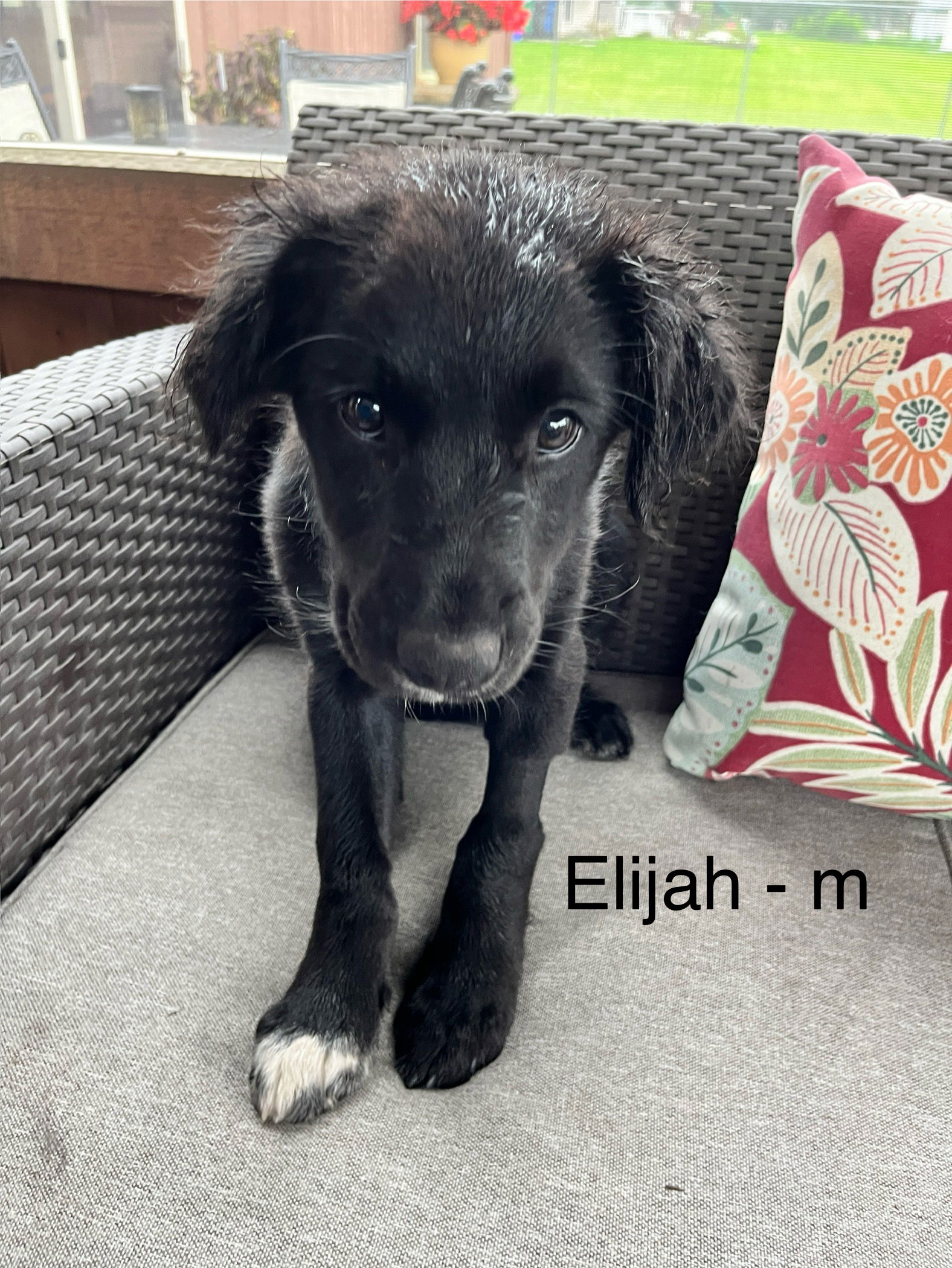 adoptable Dog in Hillside, IL named Elijah