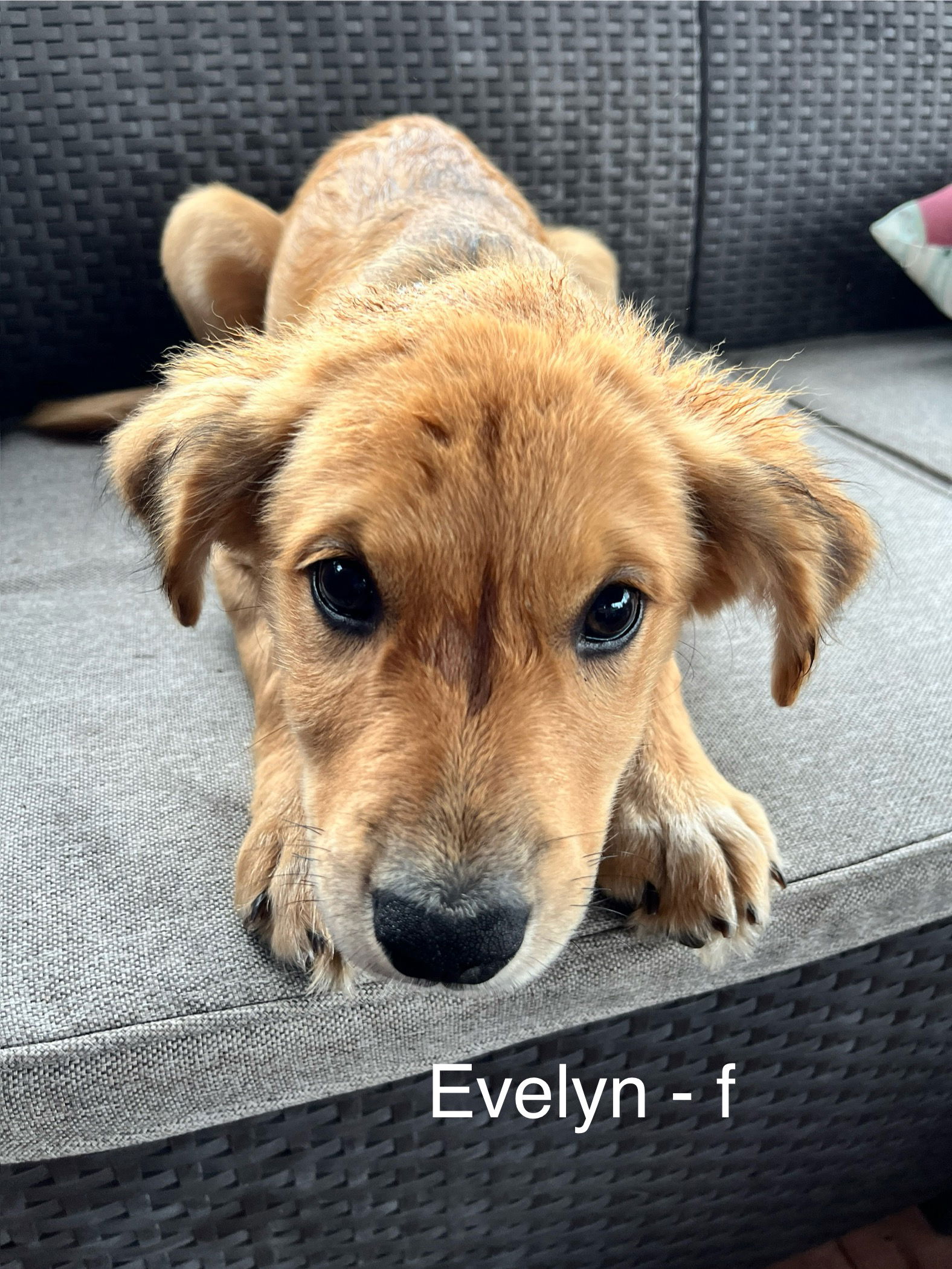 adoptable Dog in Hillside, IL named Evelyn