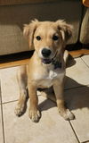 adoptable Dog in  named Evelyn