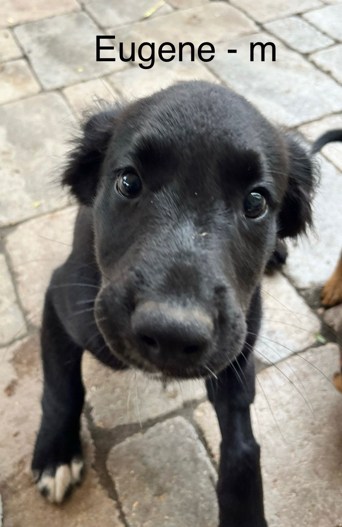 adoptable Dog in Hillside, IL named Eugene