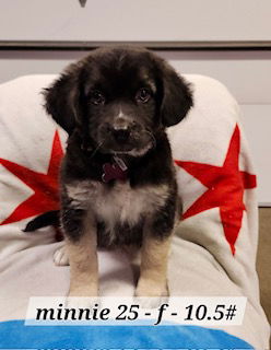 adoptable Dog in Hillside, IL named Minnie 25