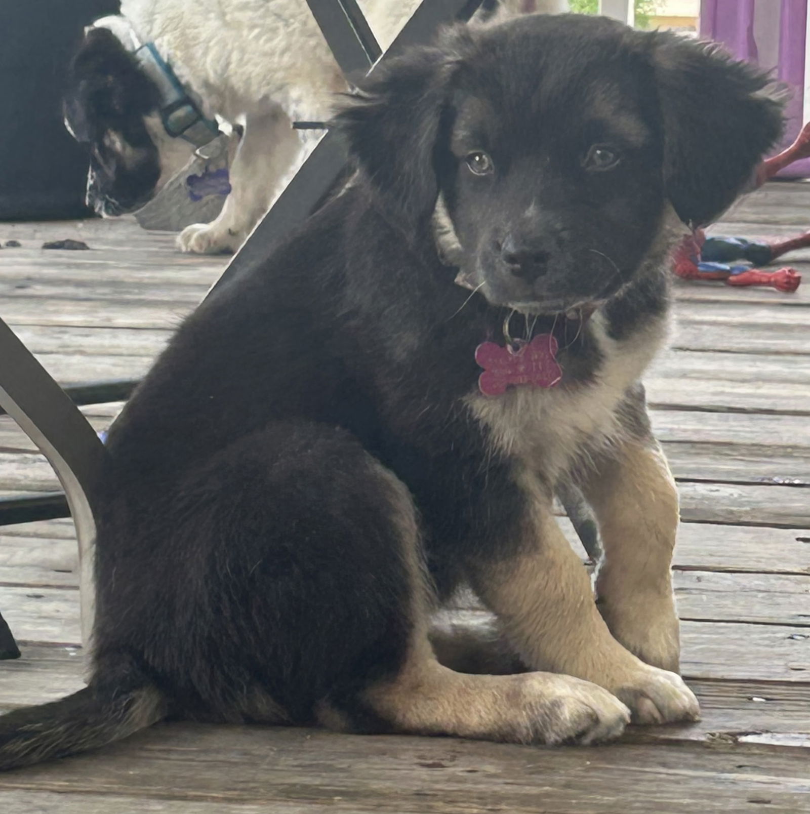 adoptable Dog in Hillside, IL named Minnie 25