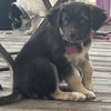 adoptable Dog in  named Minnie 25