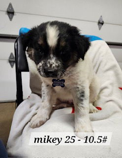 adoptable Dog in Hillside, IL named Mickey 25