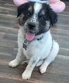 adoptable Dog in  named Mickey 25