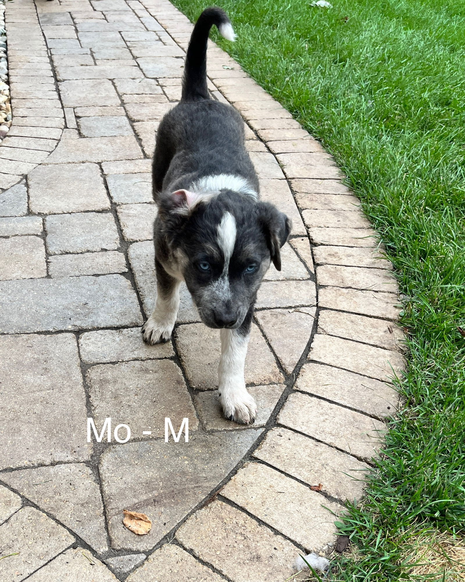 adoptable Dog in Hillside, IL named Mo 25