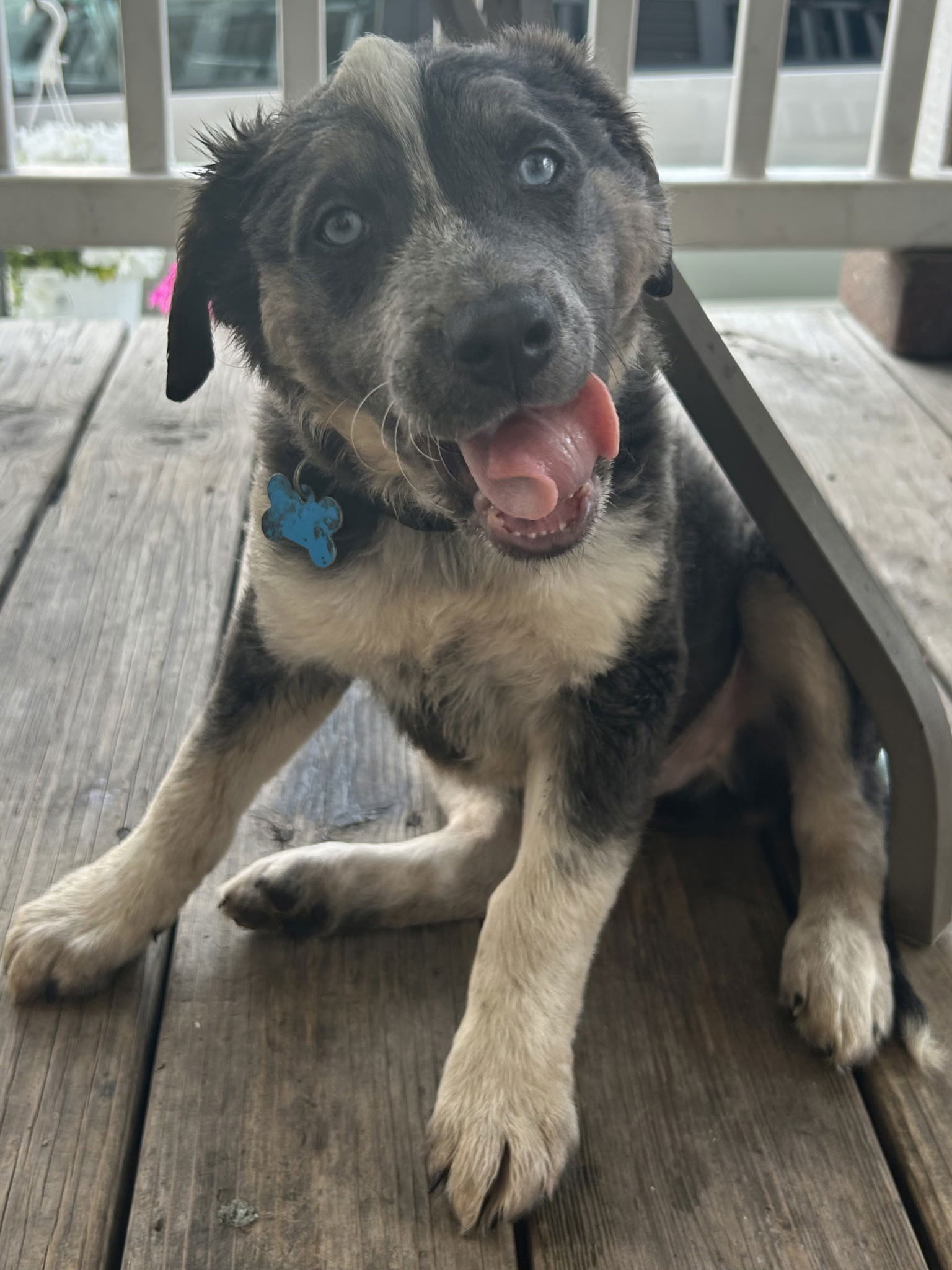 adoptable Dog in Hillside, IL named Mo 25
