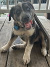 adoptable Dog in  named Mo 25