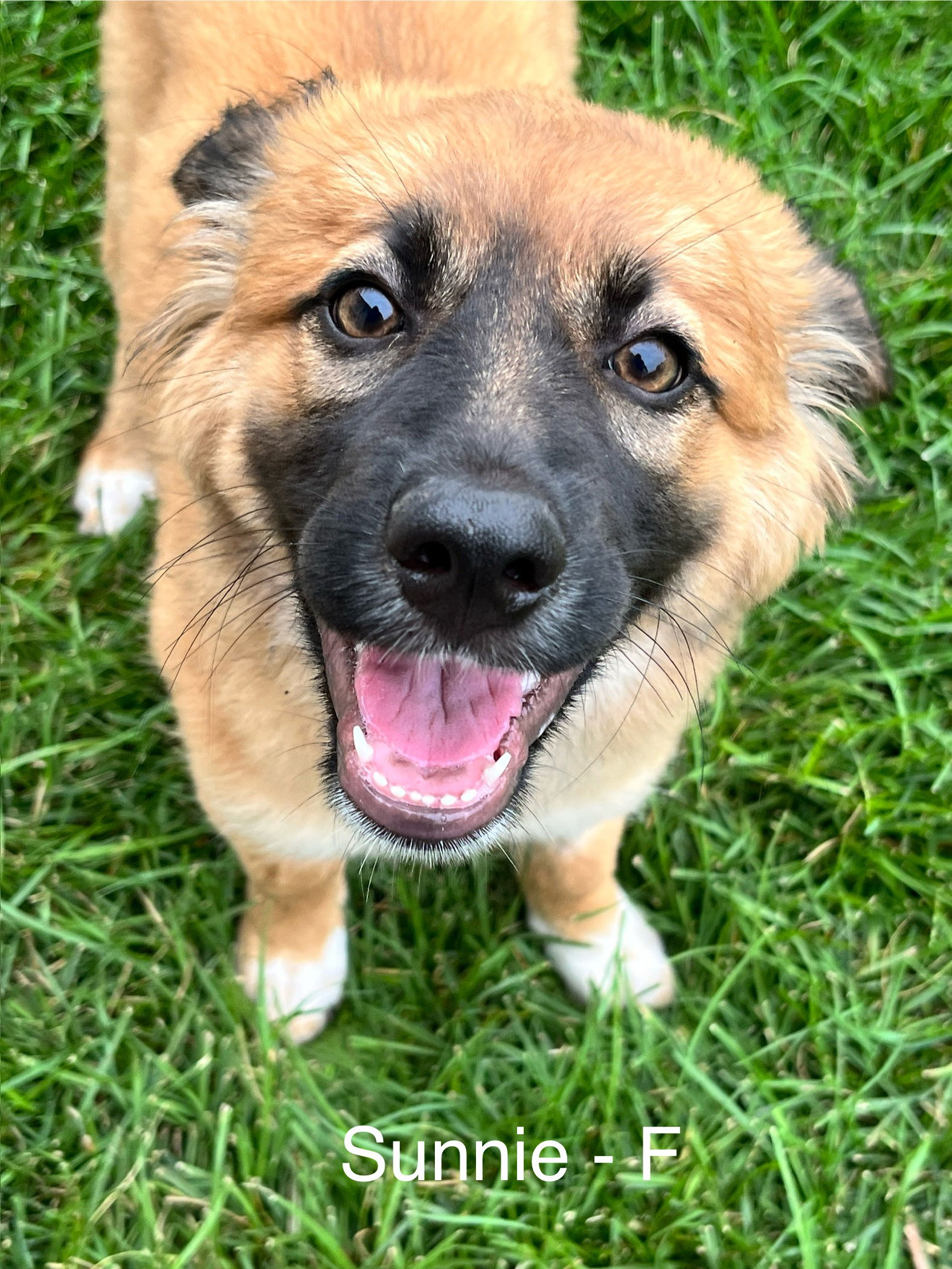 adoptable Dog in Hillside, IL named Sunnie
