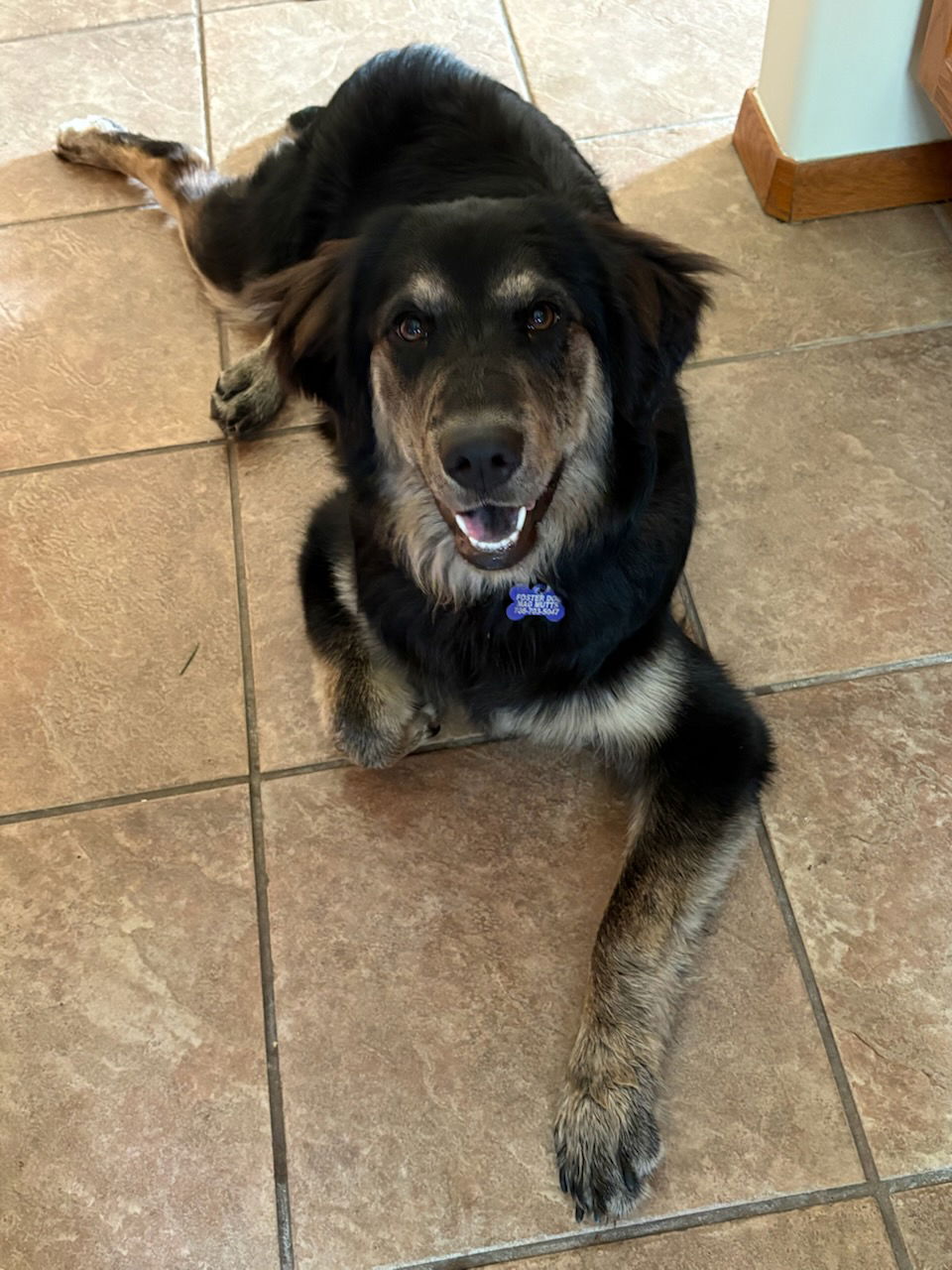 adoptable Dog in Hillside, IL named Scout 25