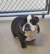 adoptable Dog in  named Twister 25
