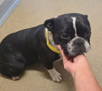 adoptable Dog in Hillside, IL named Peawee