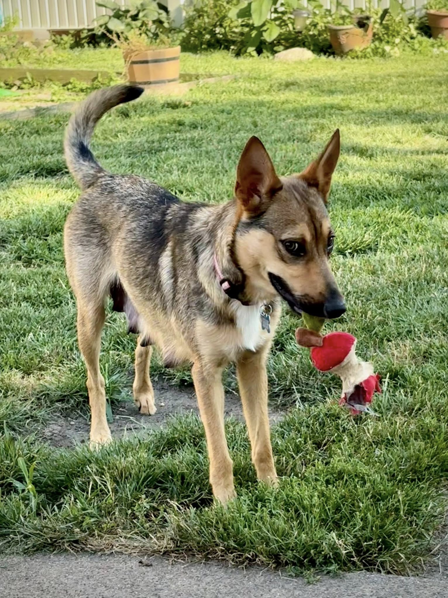 adoptable Dog in Hillside, IL named Bonnie