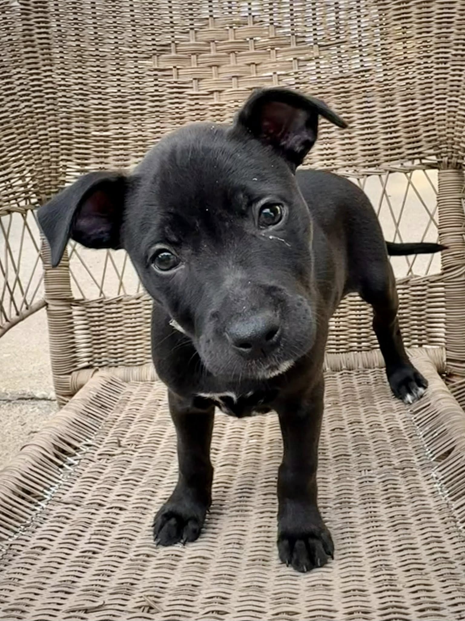 adoptable Dog in Hillside, IL named Tootsie Roll