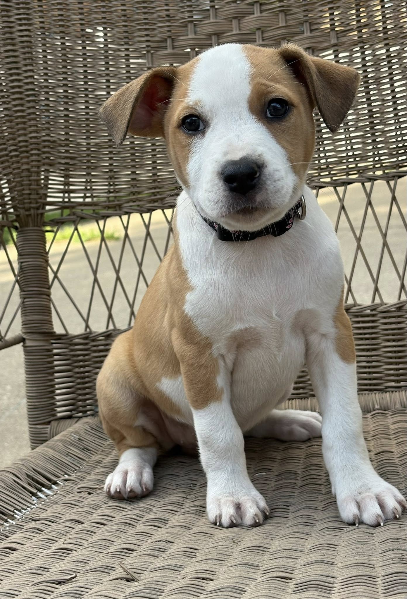 adoptable Dog in Hillside, IL named Bit-O-Honey