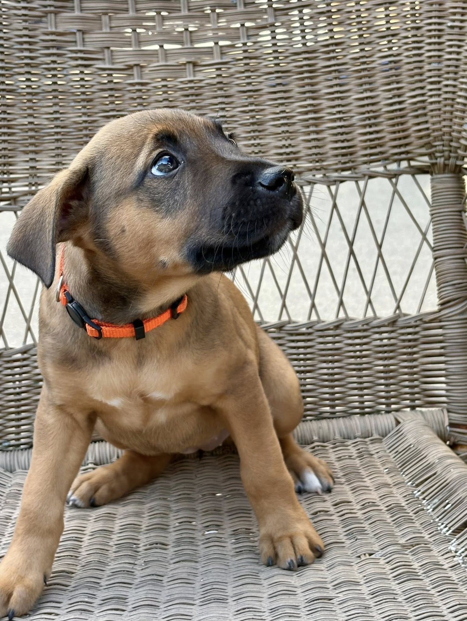 adoptable Dog in Hillside, IL named Reese's