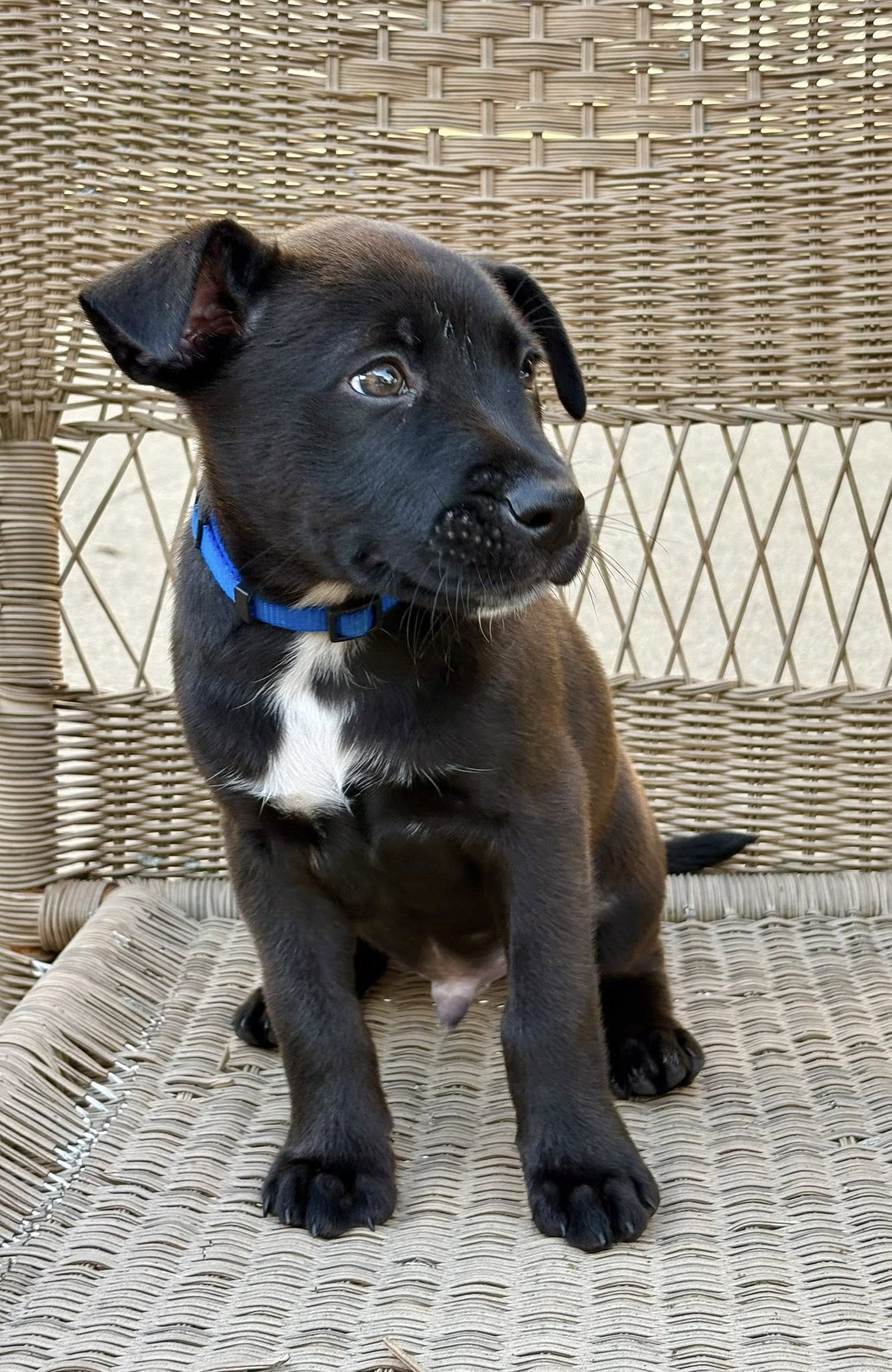adoptable Dog in Hillside, IL named Rocky Road
