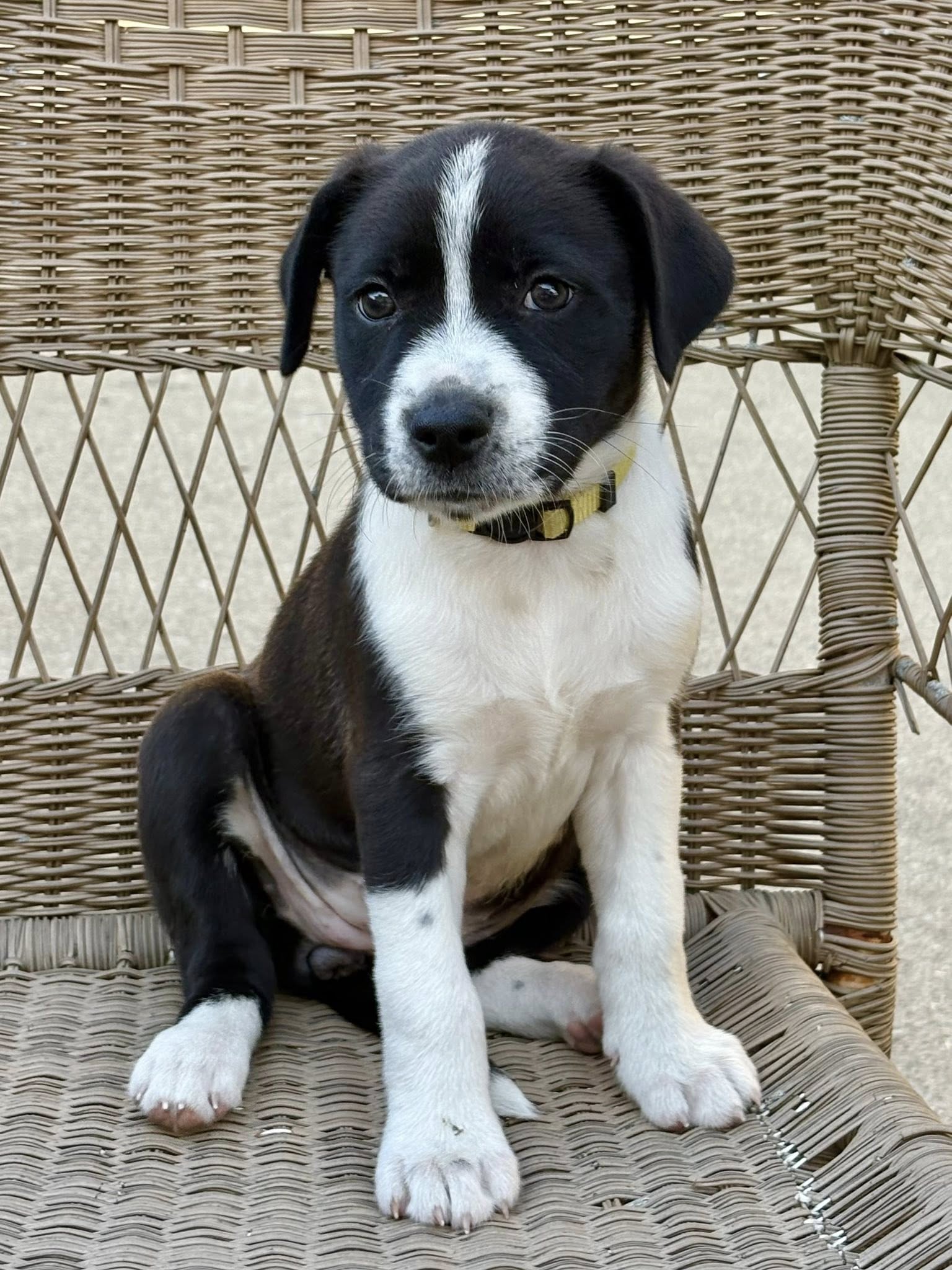 adoptable Dog in Hillside, IL named Peppermint Patty