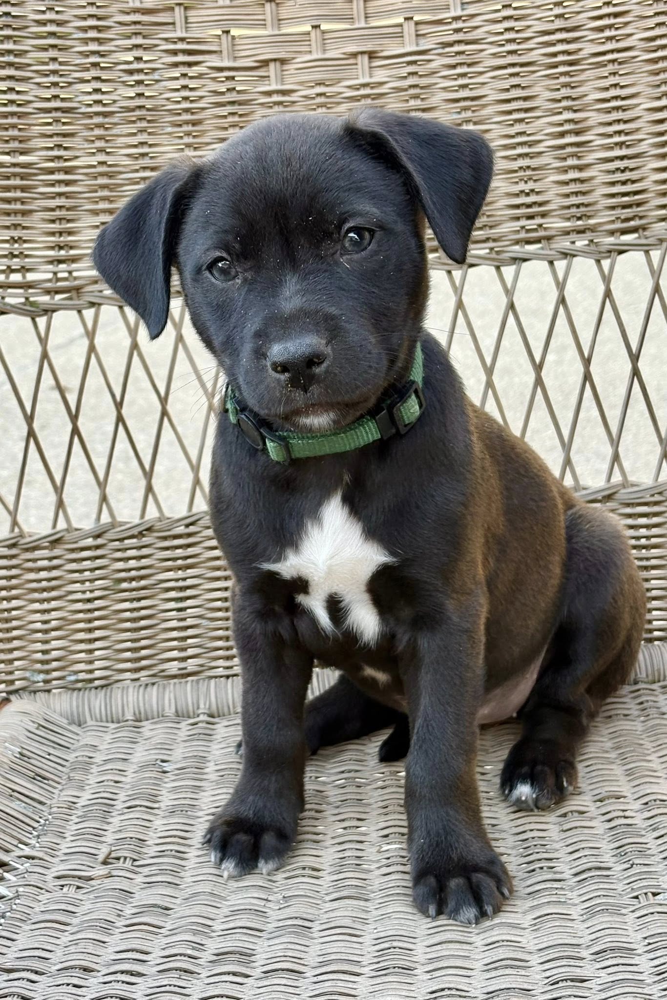 adoptable Dog in Hillside, IL named Baby Ruth