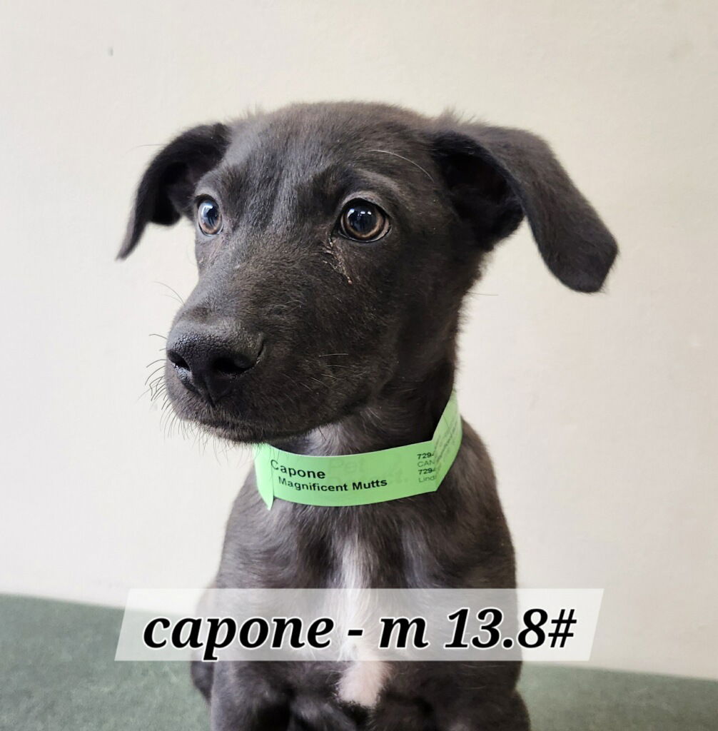adoptable Dog in Hillside, IL named Capone