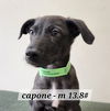 adoptable Dog in  named Capone