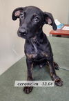 adoptable Dog in  named Cerone