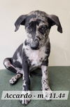 adoptable Dog in  named Accardo