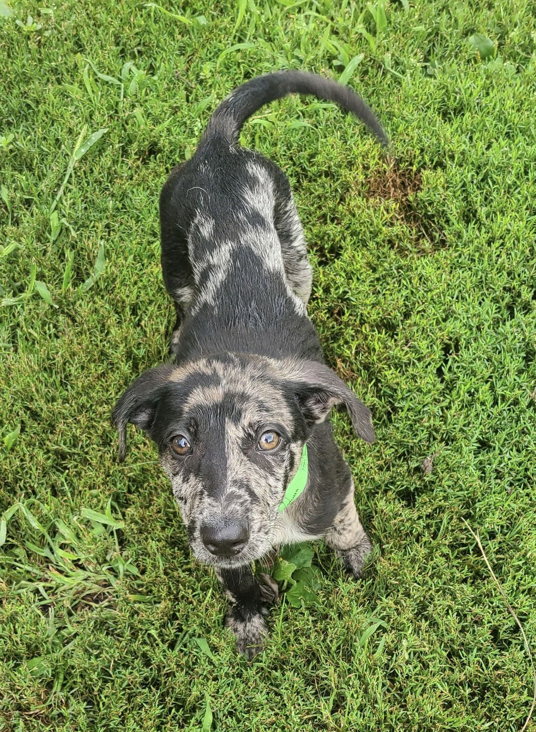 adoptable Dog in Hillside, IL named Accardo